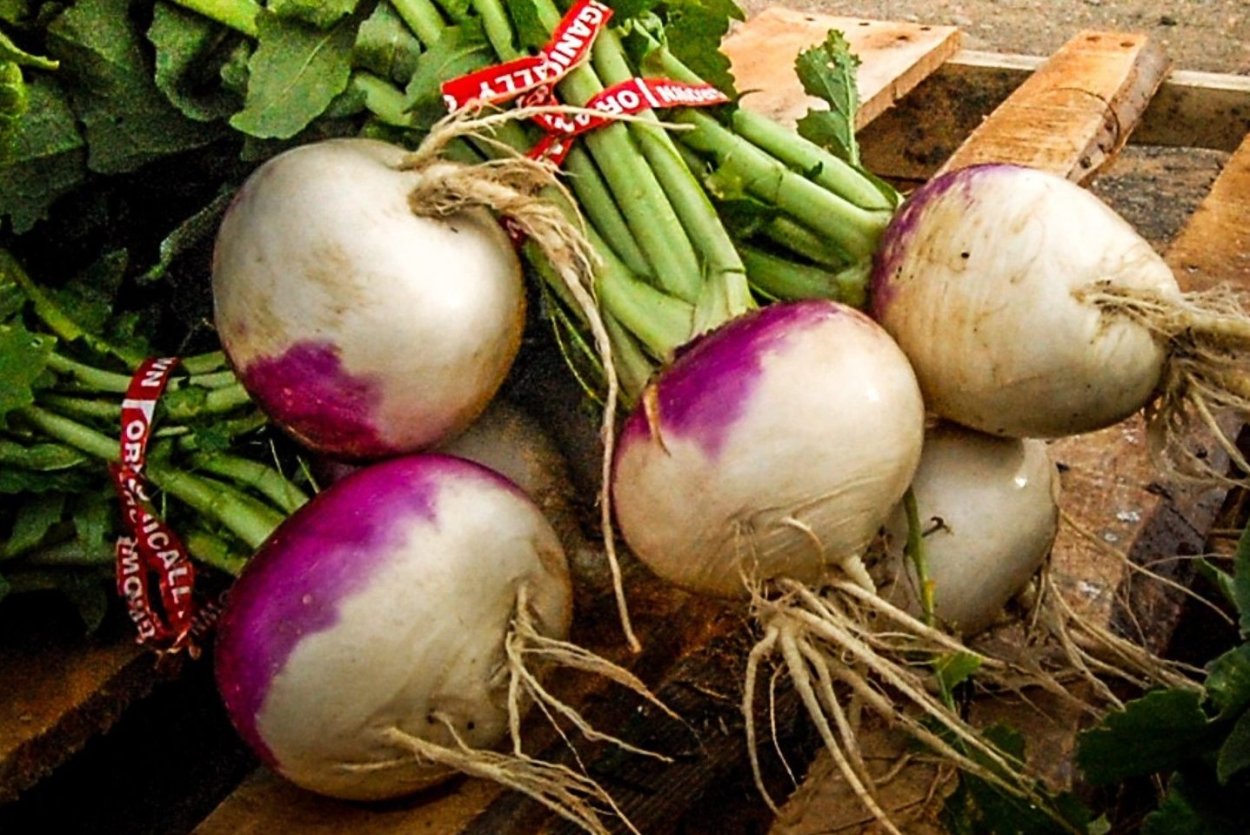 Брюква ( Raphanus sativus l.)