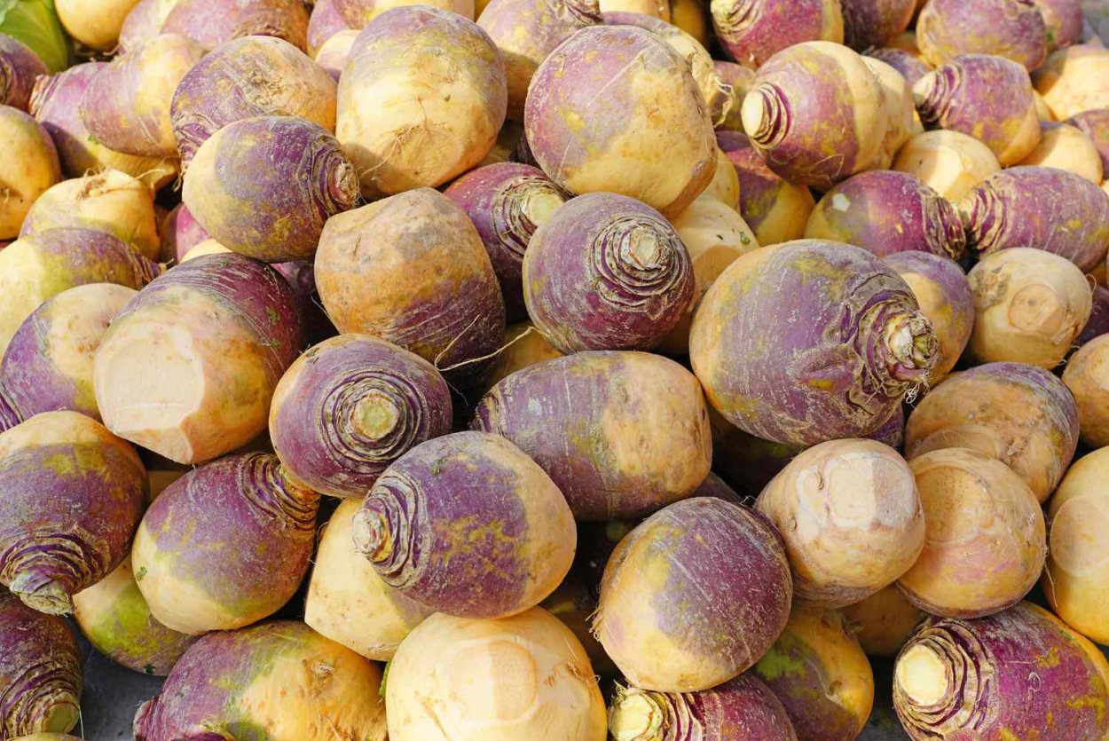Брюква кормовая Куузику