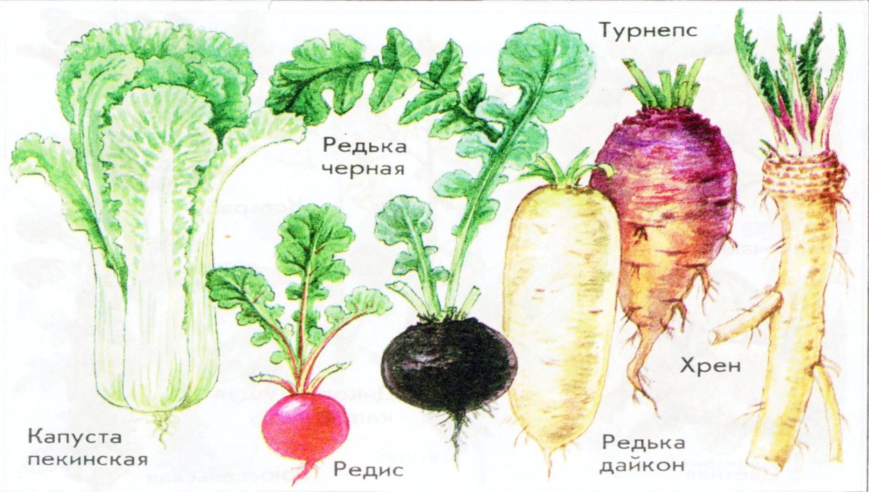 Брюква Brassica napobrassica