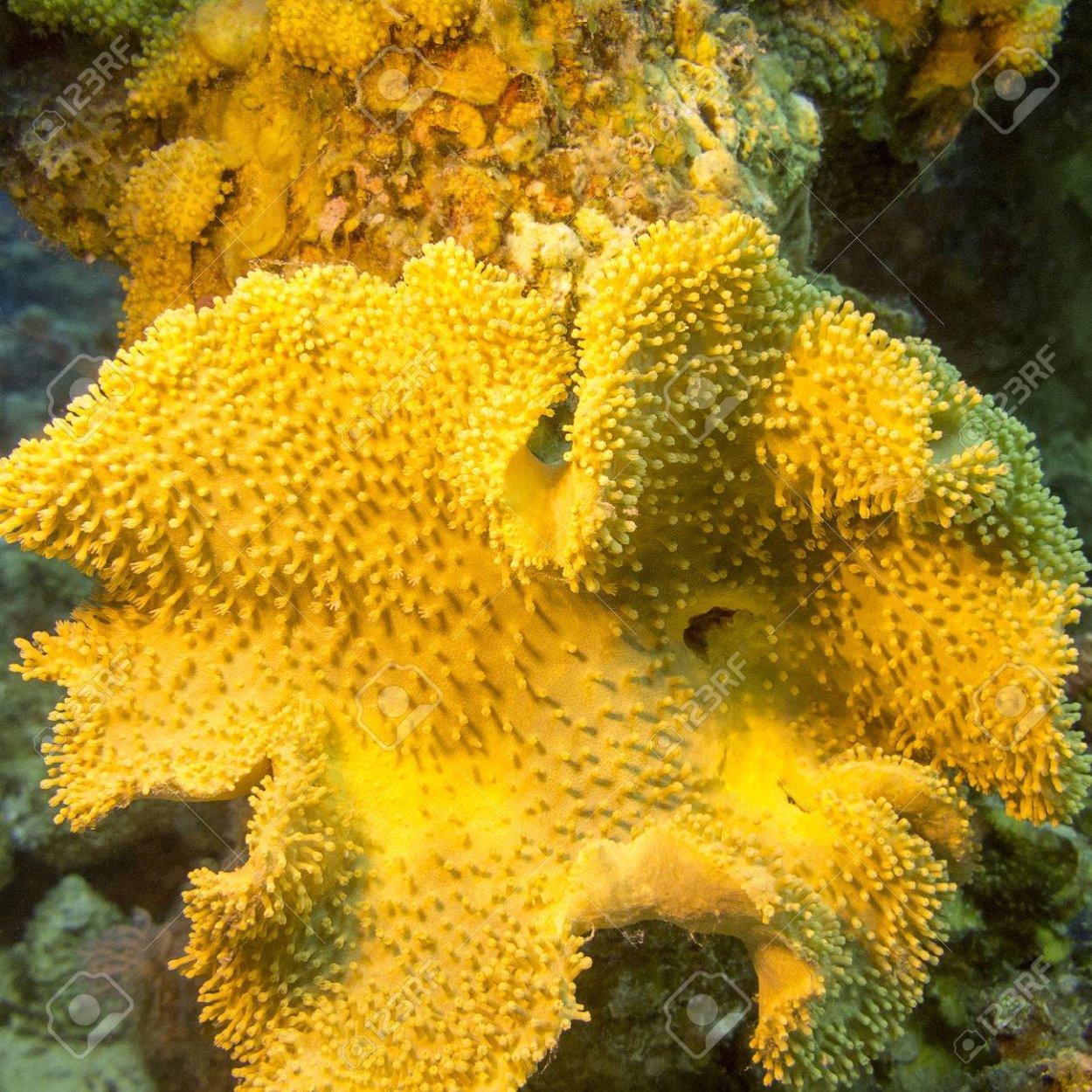 Ramaria Botrytis