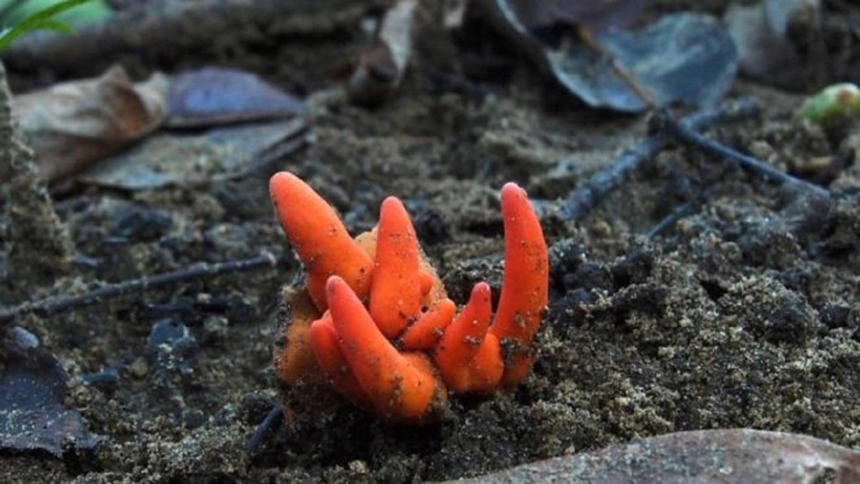 Гриб Podostroma Cornu-Damae