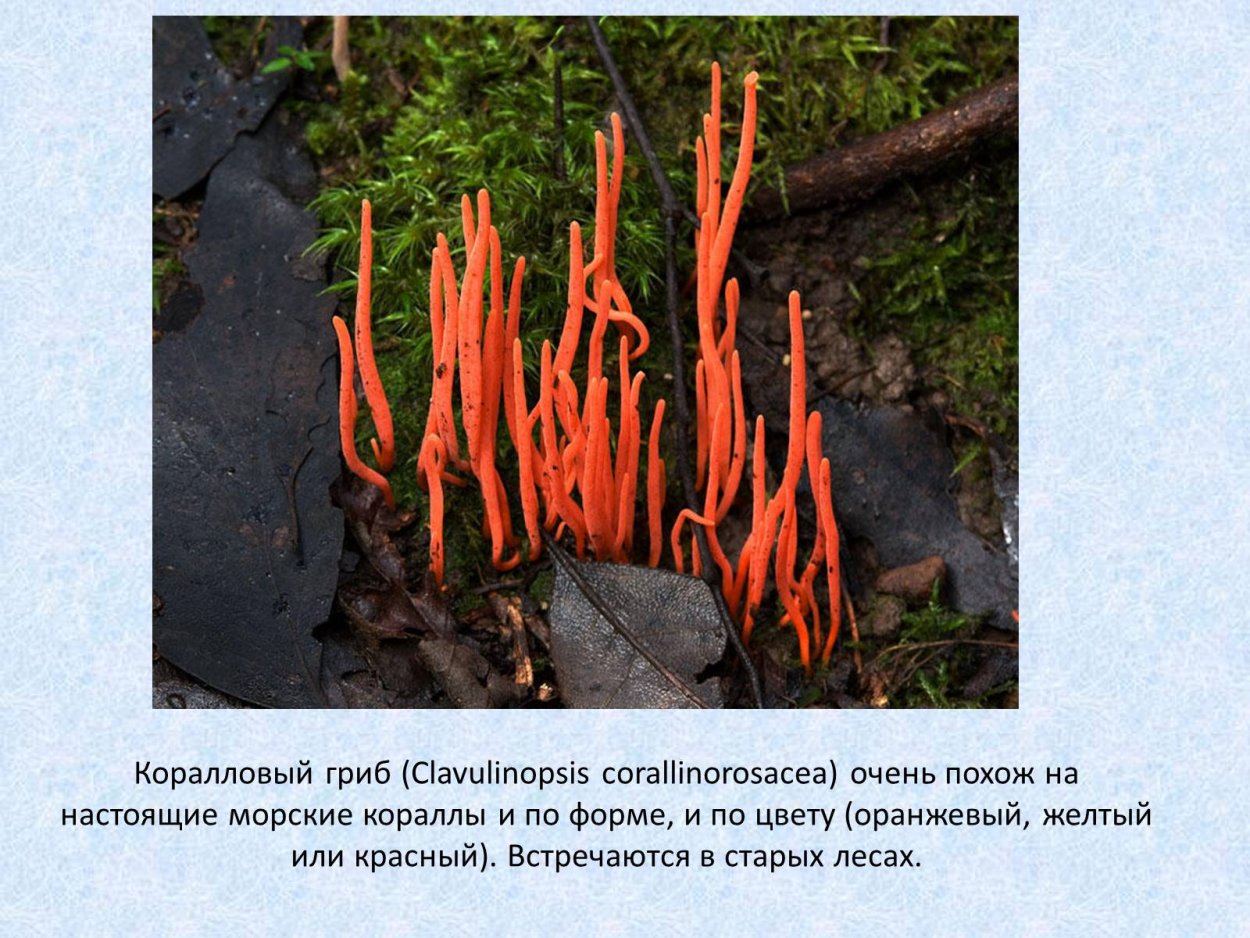 Ежовик коралловидный