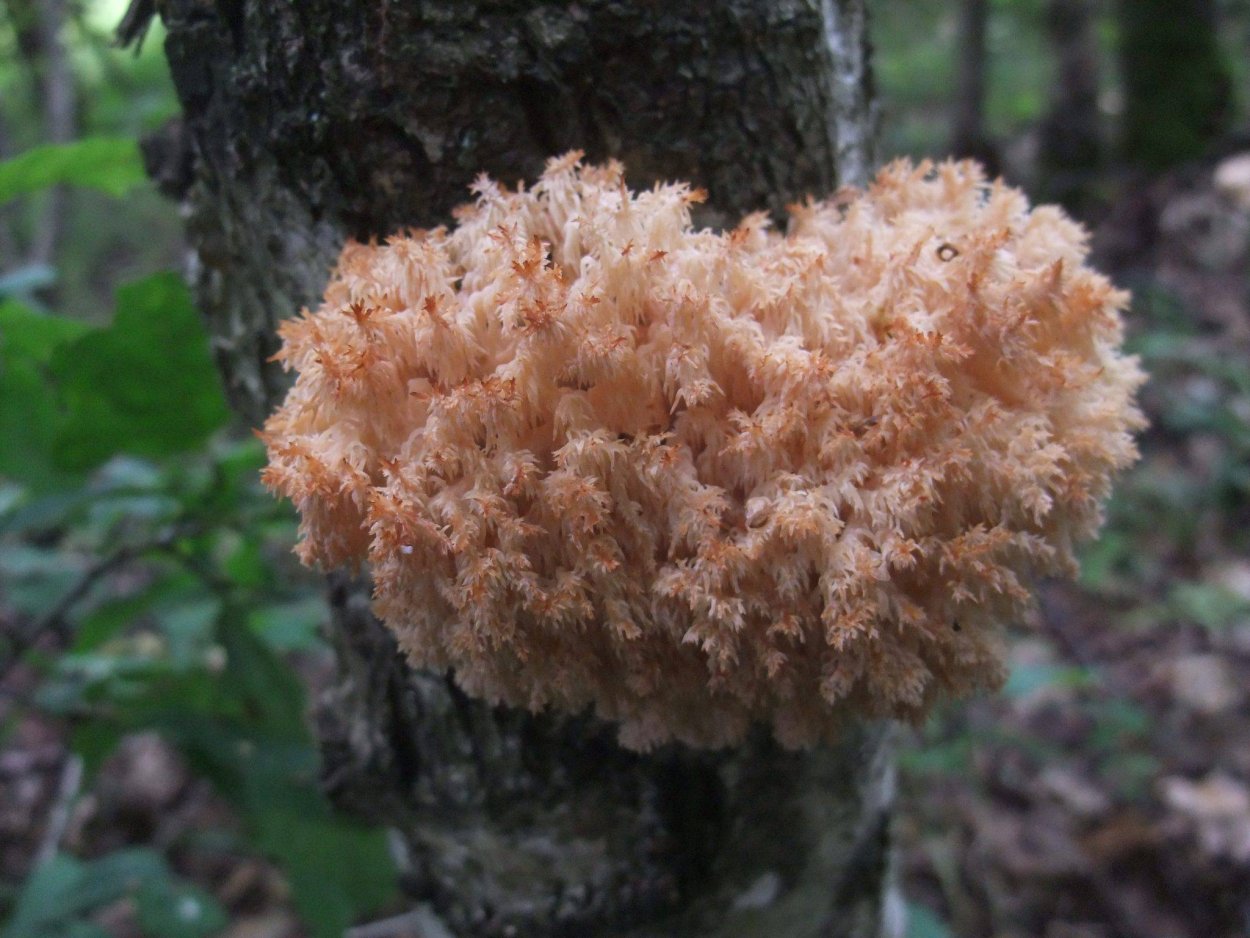 Clavulina amethystina