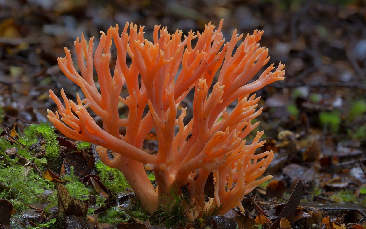 Favolaschia Calocera