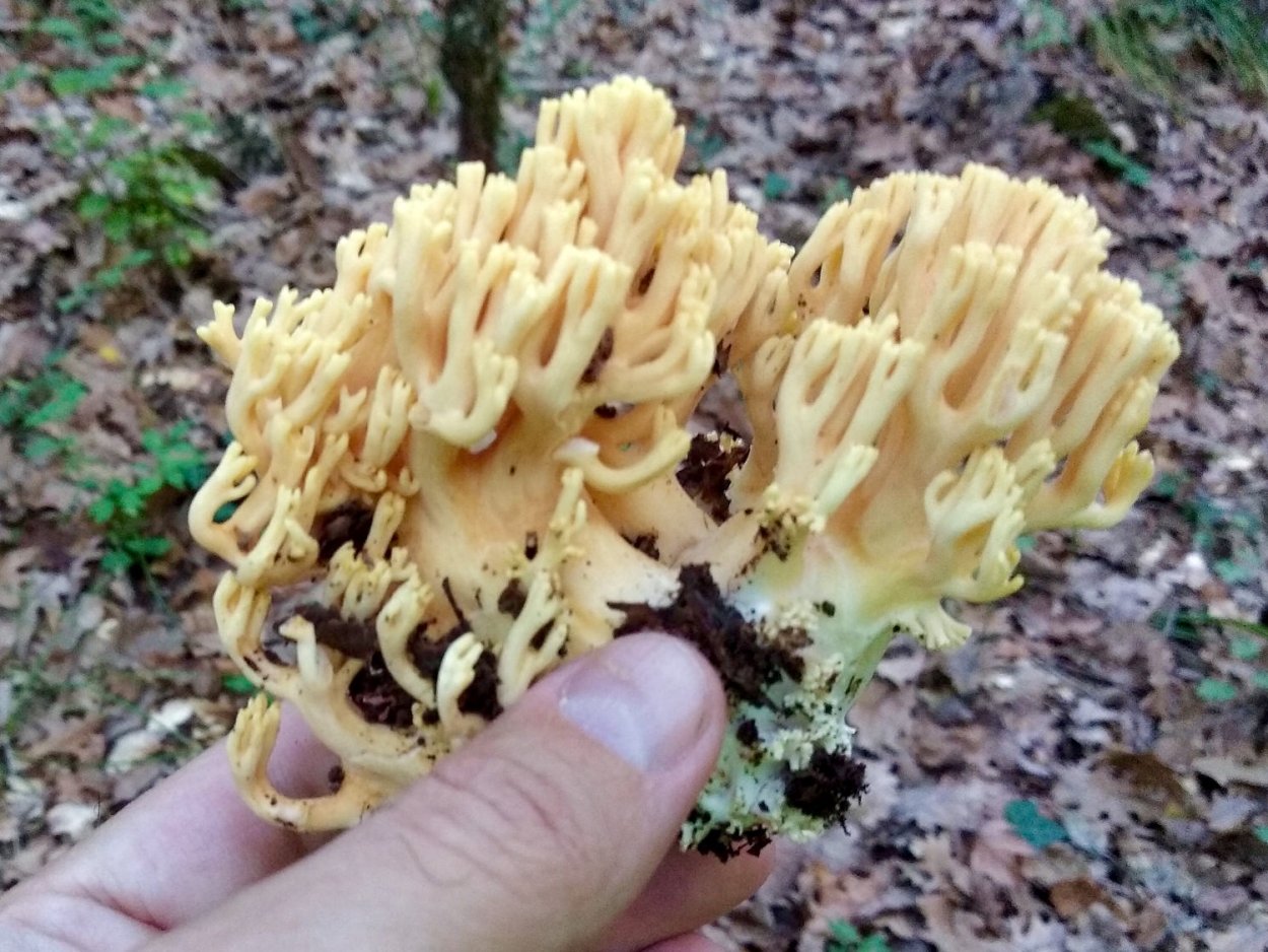 Оленьи рожки Ramaria Flava
