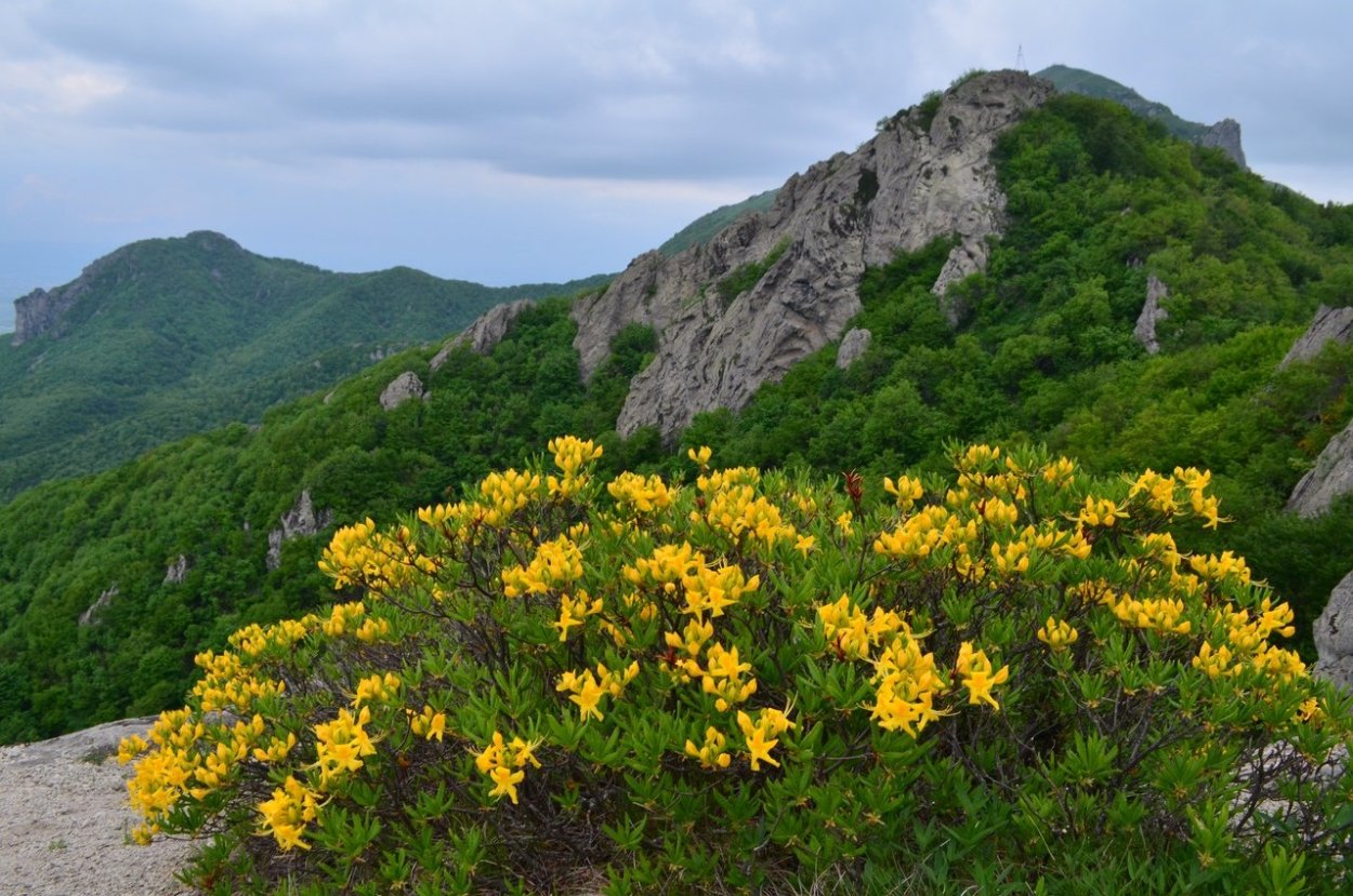 Степные медоносные травы Крыма