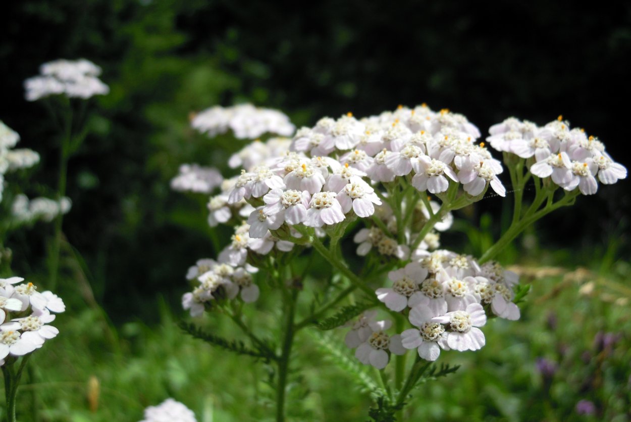 Тысячелистник Achillea