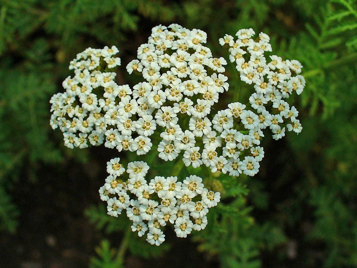 Ахиллея (тысячелистник) millefolium