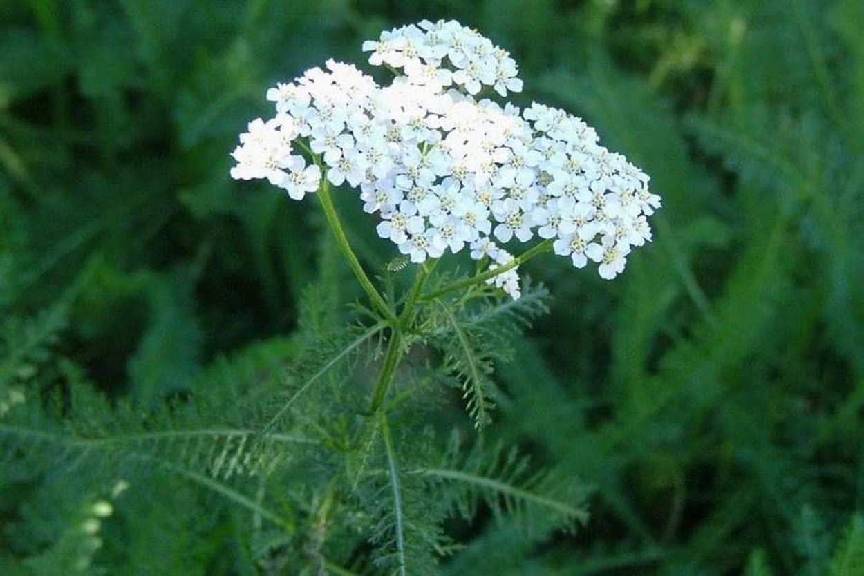 Тысячелистник обыкновенный (Achillea millefolium l.)
