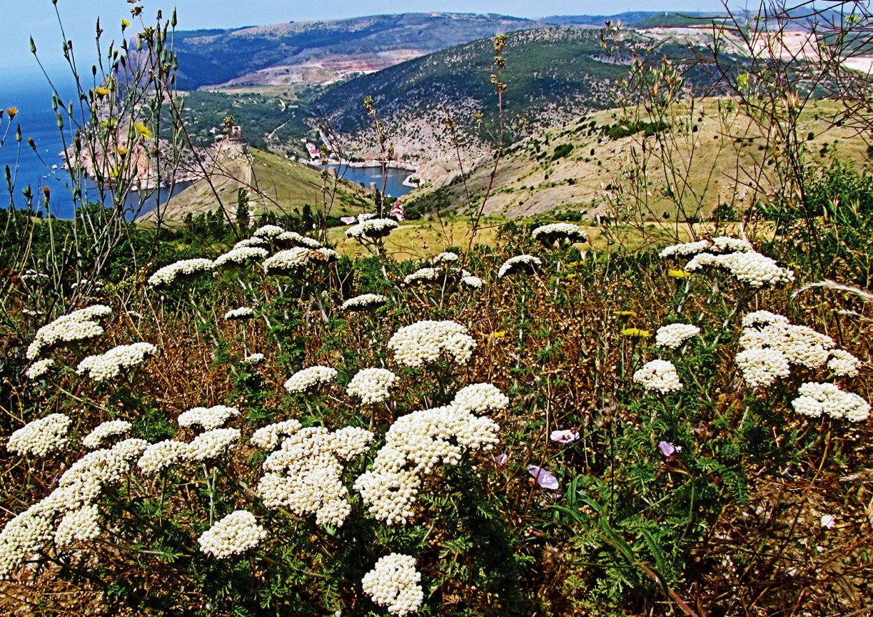Тысячелистник Крымский