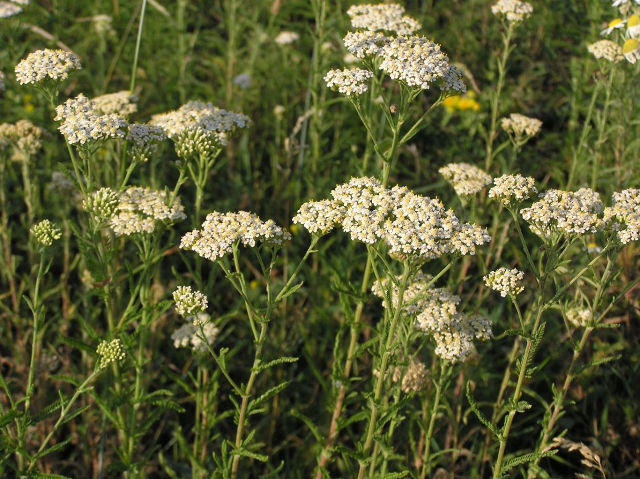 Тысячелистник обыкновенный (Achillea millefolium)