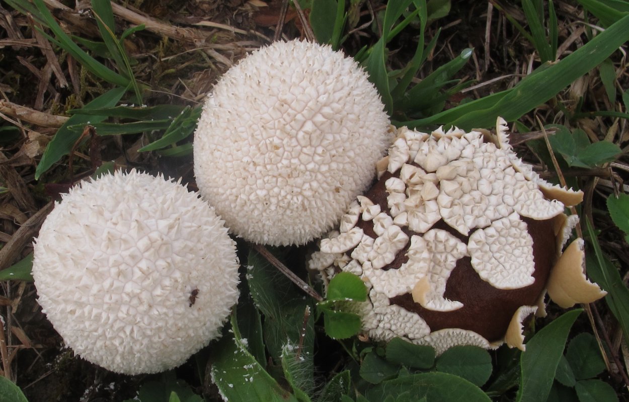 Puffball гриб