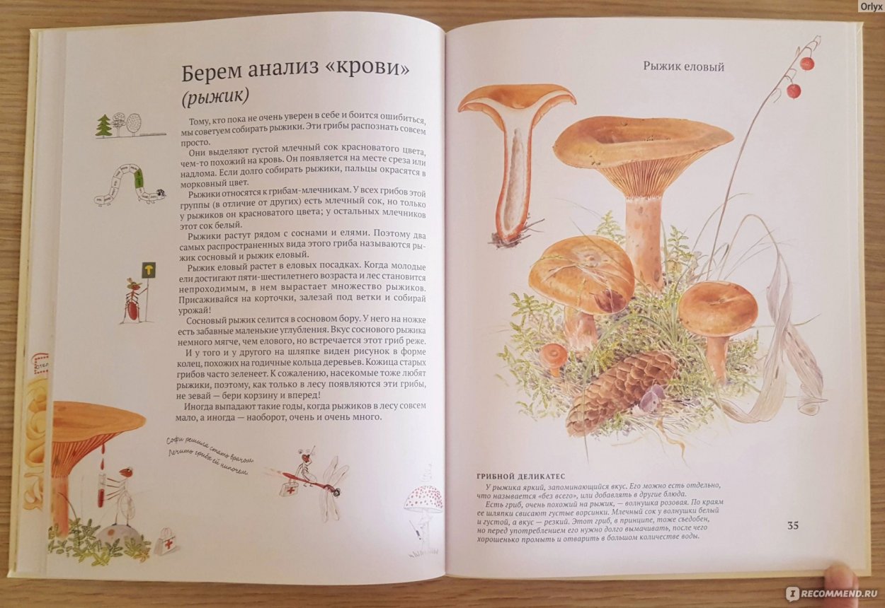 Дедушкин табак гриб гигант