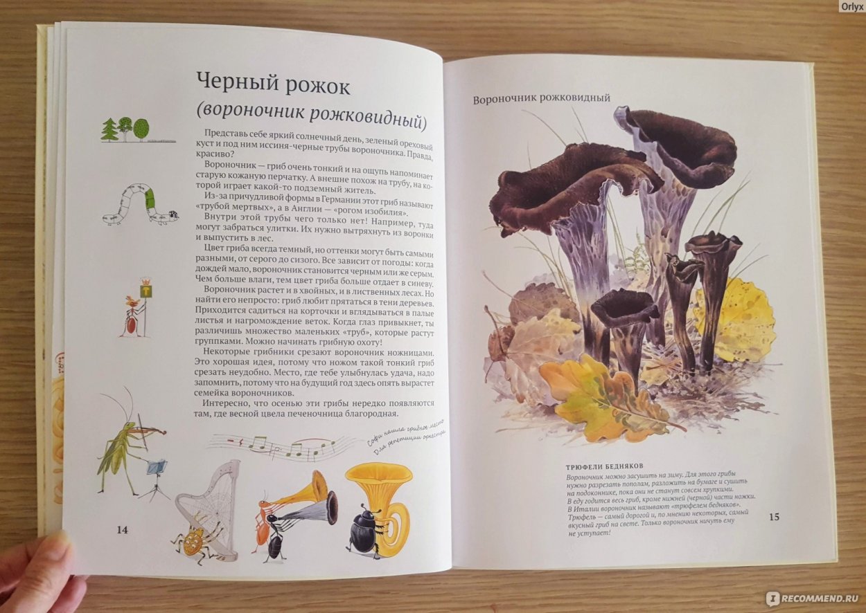 Белая плесень на грибах