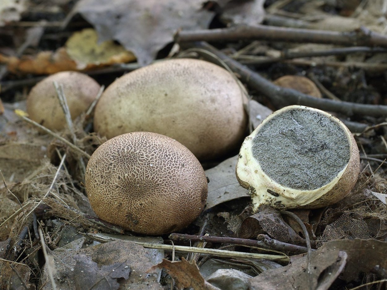 Lycoperdon marginatum