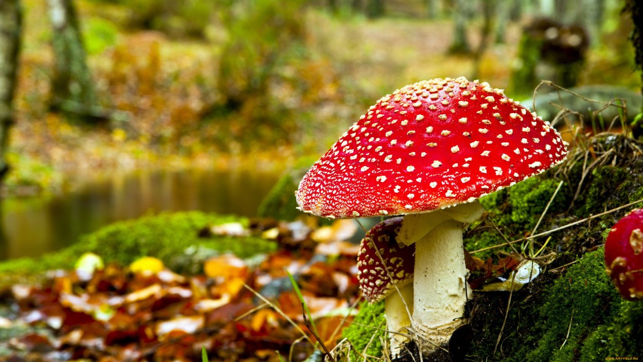 Боровик красивоокрашенный Boletus