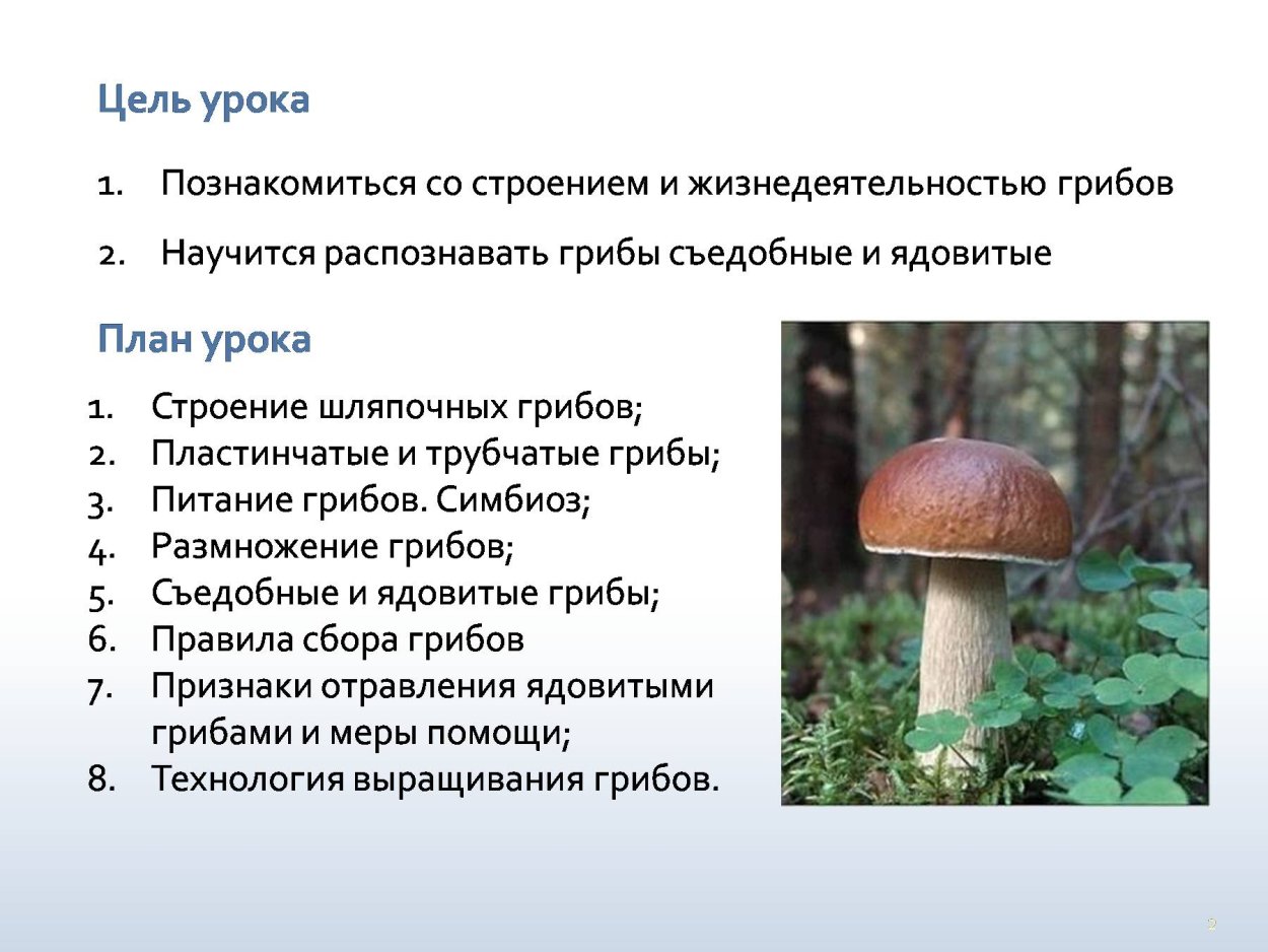 Сценарный план урока биологии на тему «Шляпочные грибы». 5-й класс