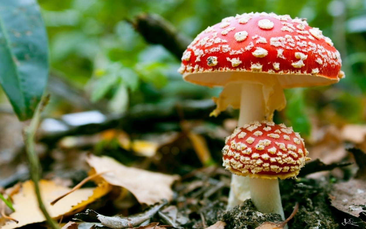 Гриб Amanita Exitialis