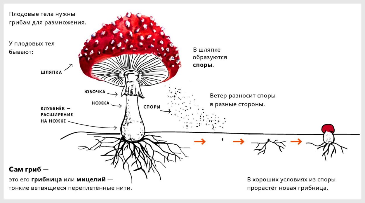 Доклад на тему грибы 5 класс биология