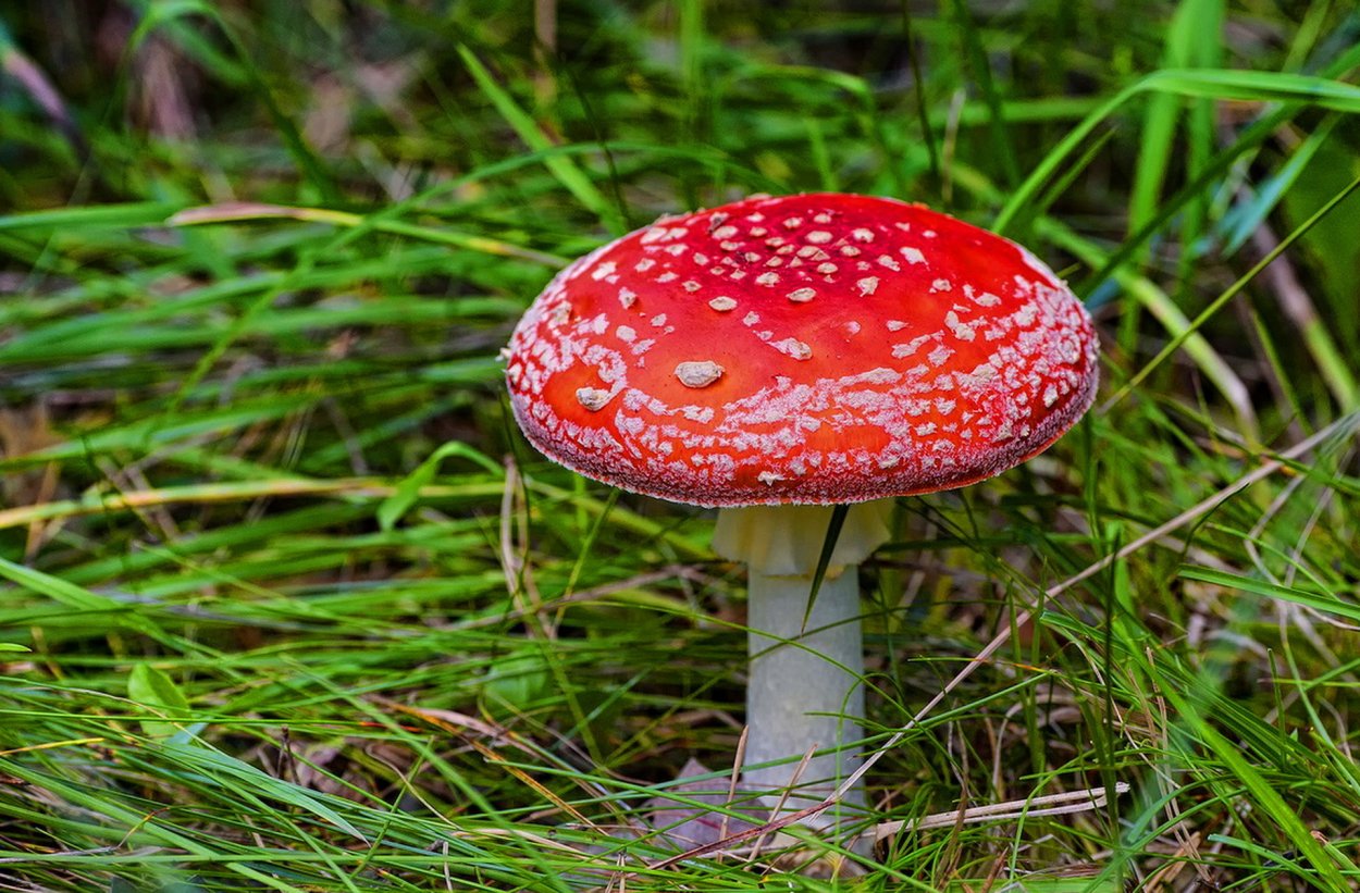 Люминесцентные грибы