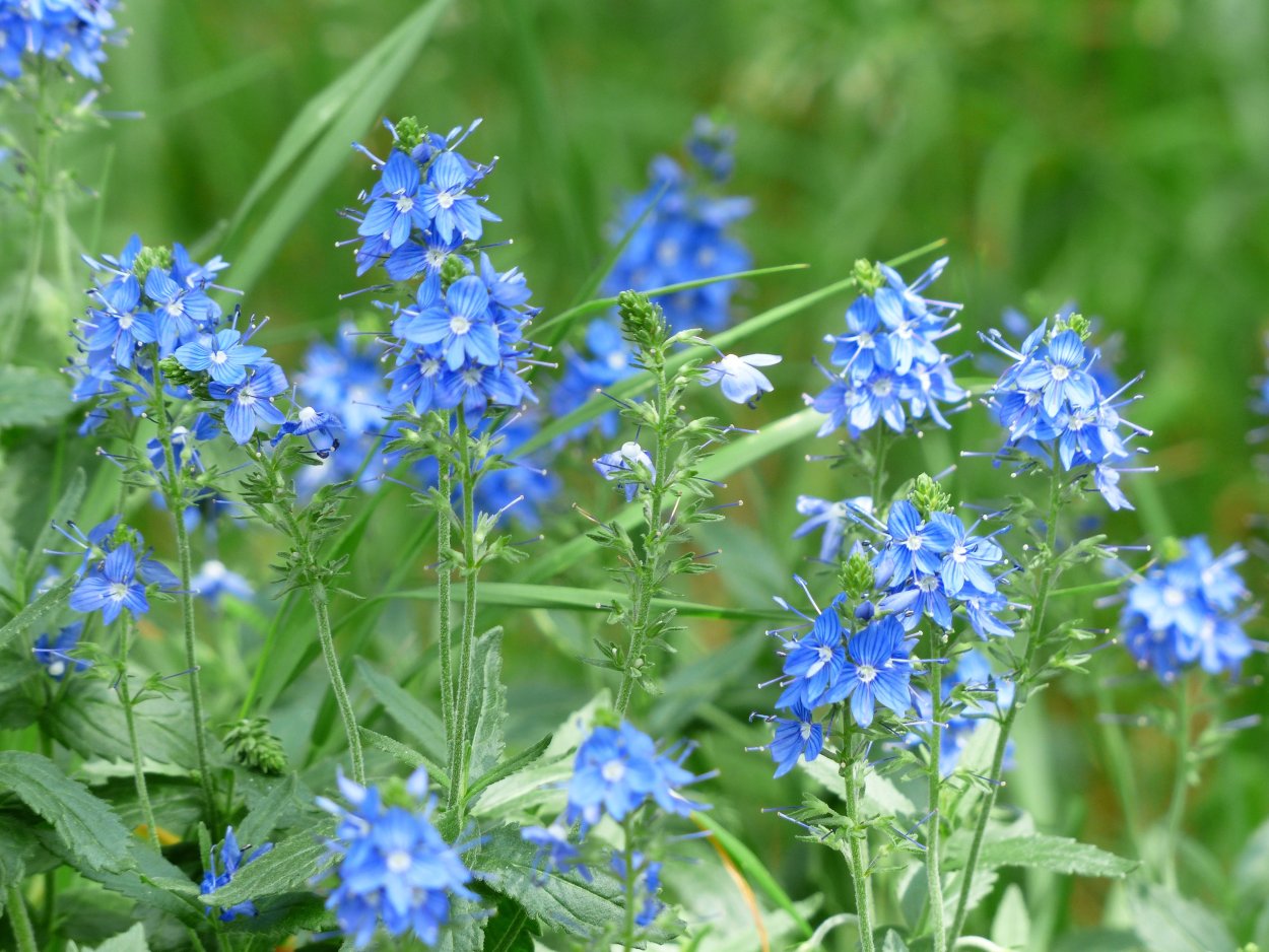 Вероника Австрийская 'Knallblau'