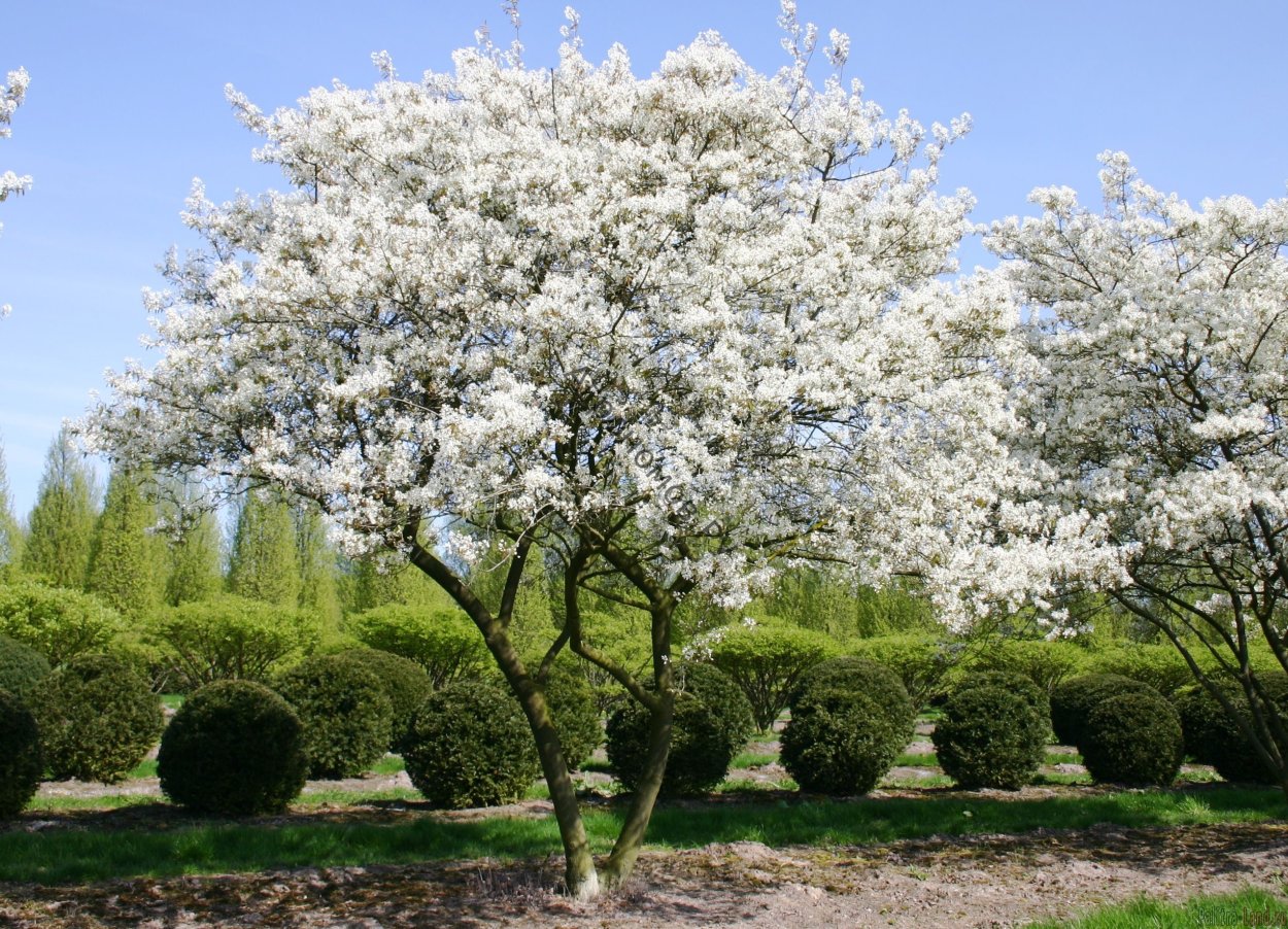 Ирга канадская (Amelanchier canadensis)