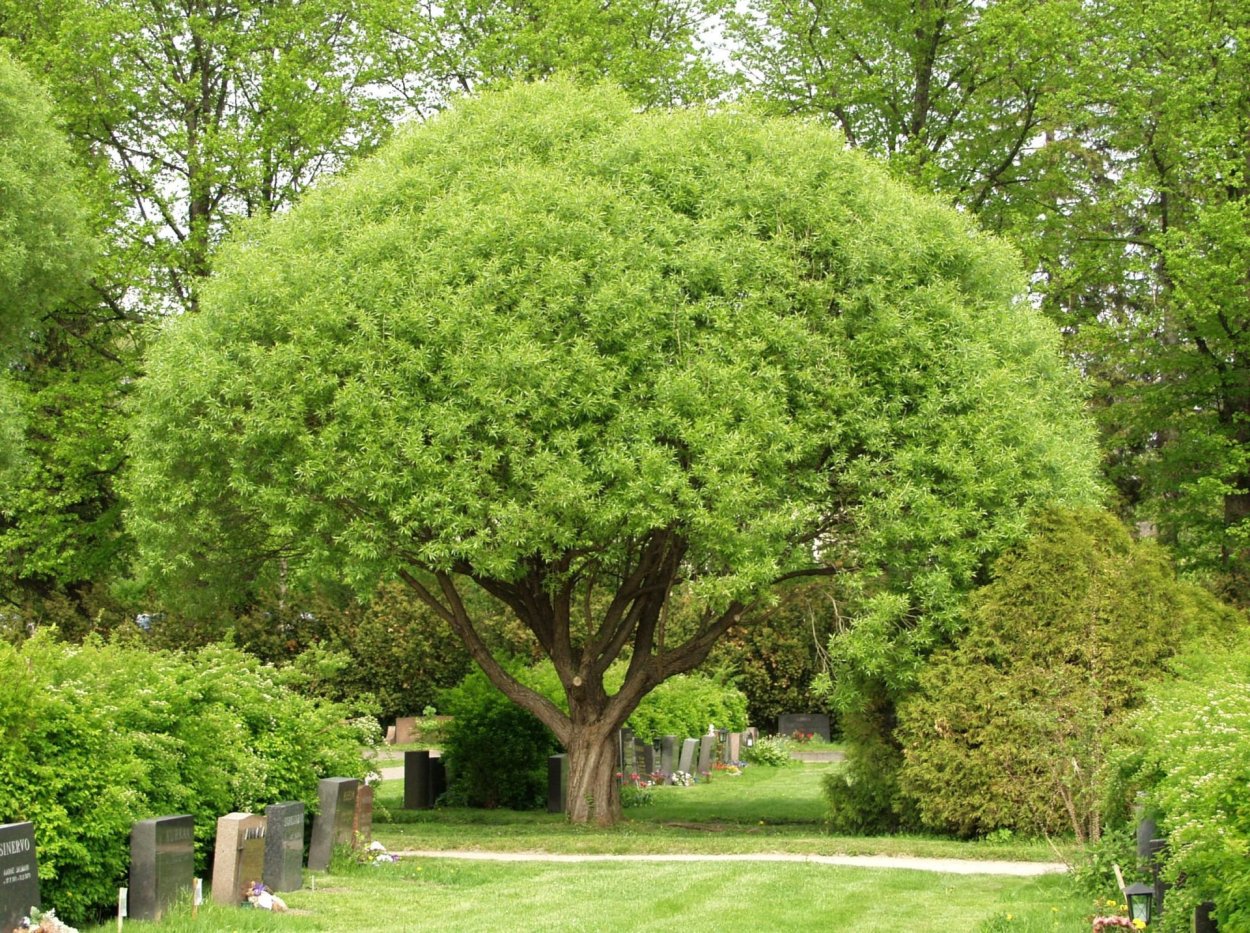 Ива ломкая bullata