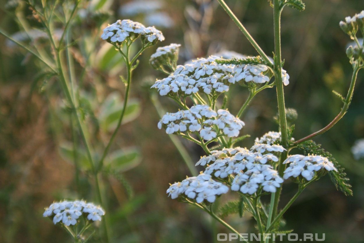 Тысячелистник щетинистый — Achillea setacea