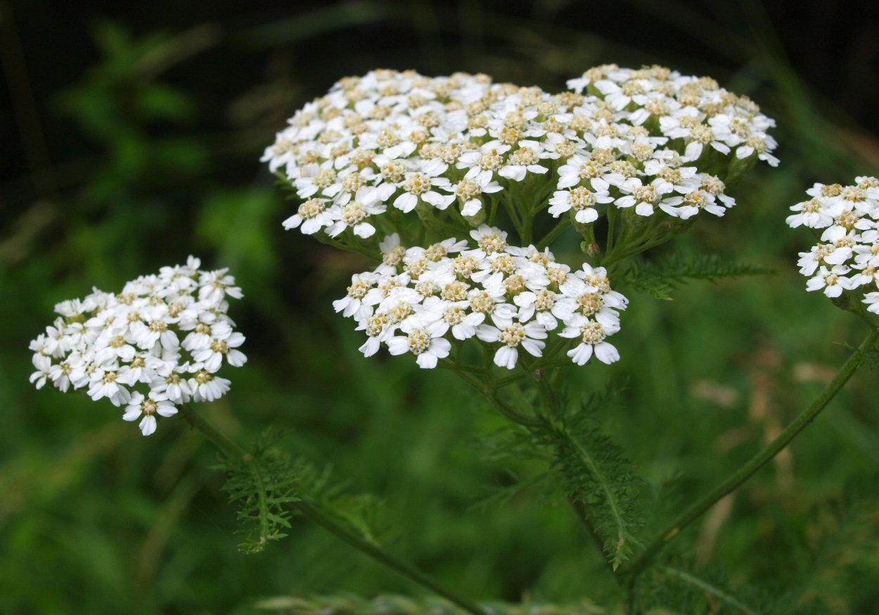 Тысячелистник обыкновенный (Achillea millefolium l.)