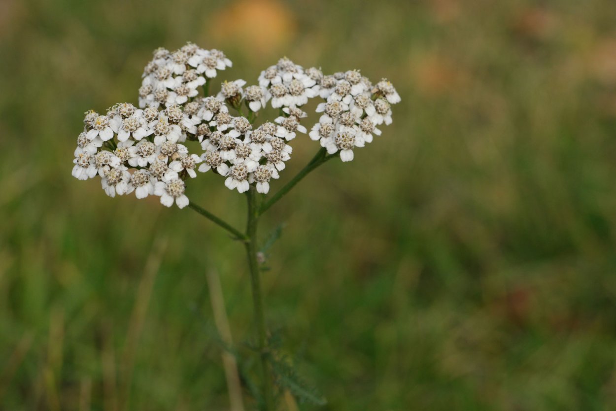 Тысячелистник обыкновенный (Achillea millefolium)