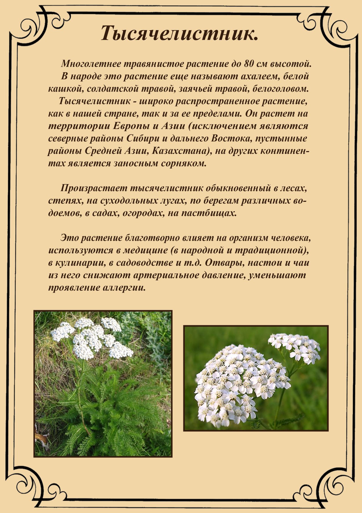 Тысячелистник обыкновенный описание растения применение