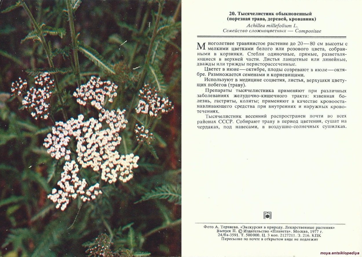Тысячелистник обыкновенный микроскопия