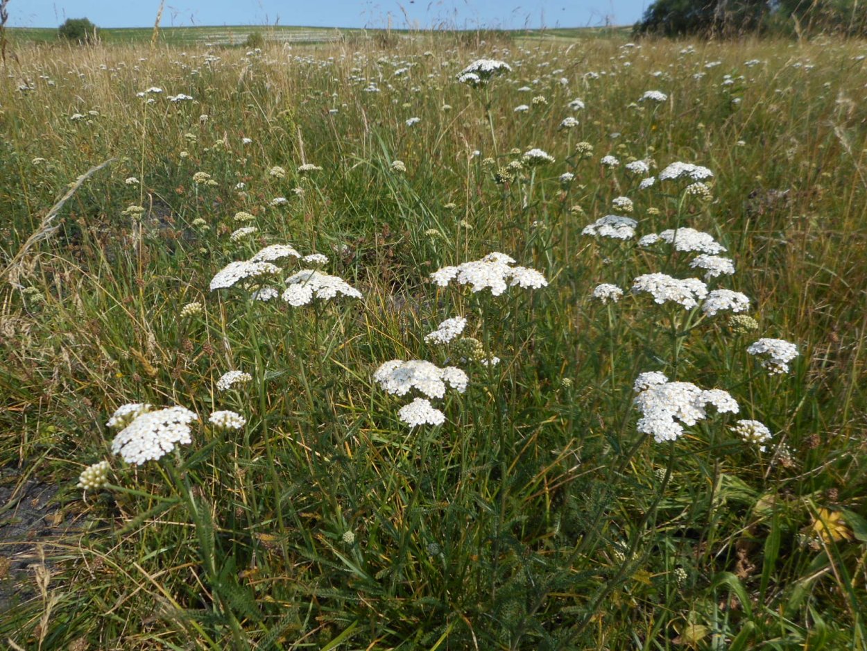 Achillea millefolium l.