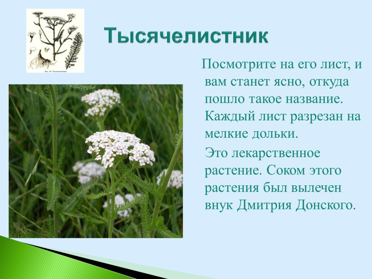Лекарственные растения Саратовской области