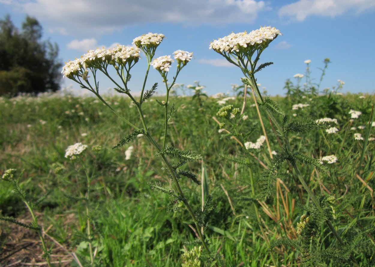 Тысячелистник обыкновенный (Achillea millefolium l.)
