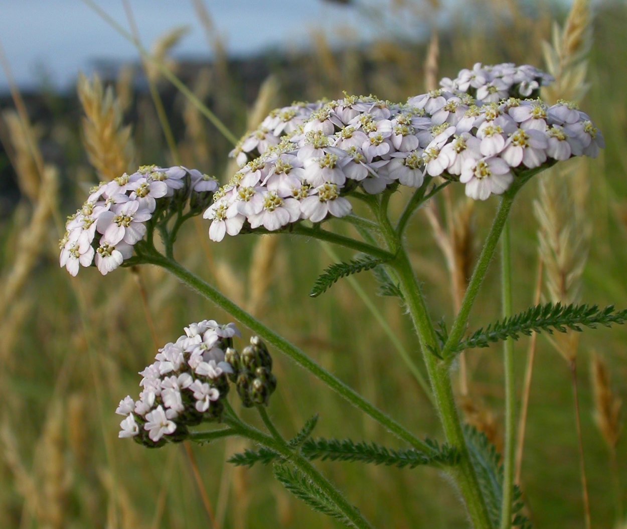 Тысячелистник обыкновенный (Achillea millefolium l.)