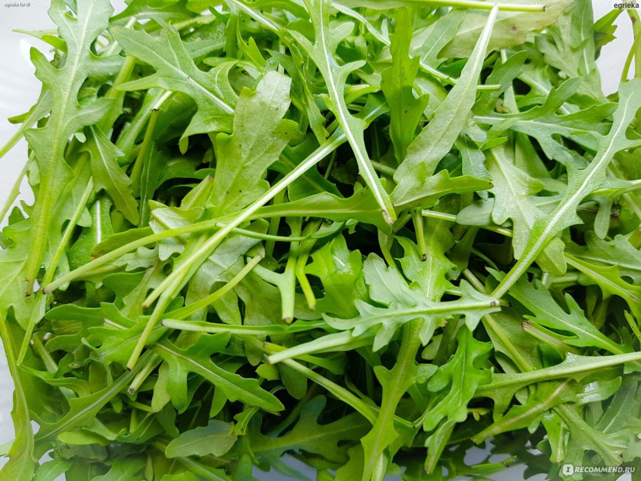 Руккола пряная