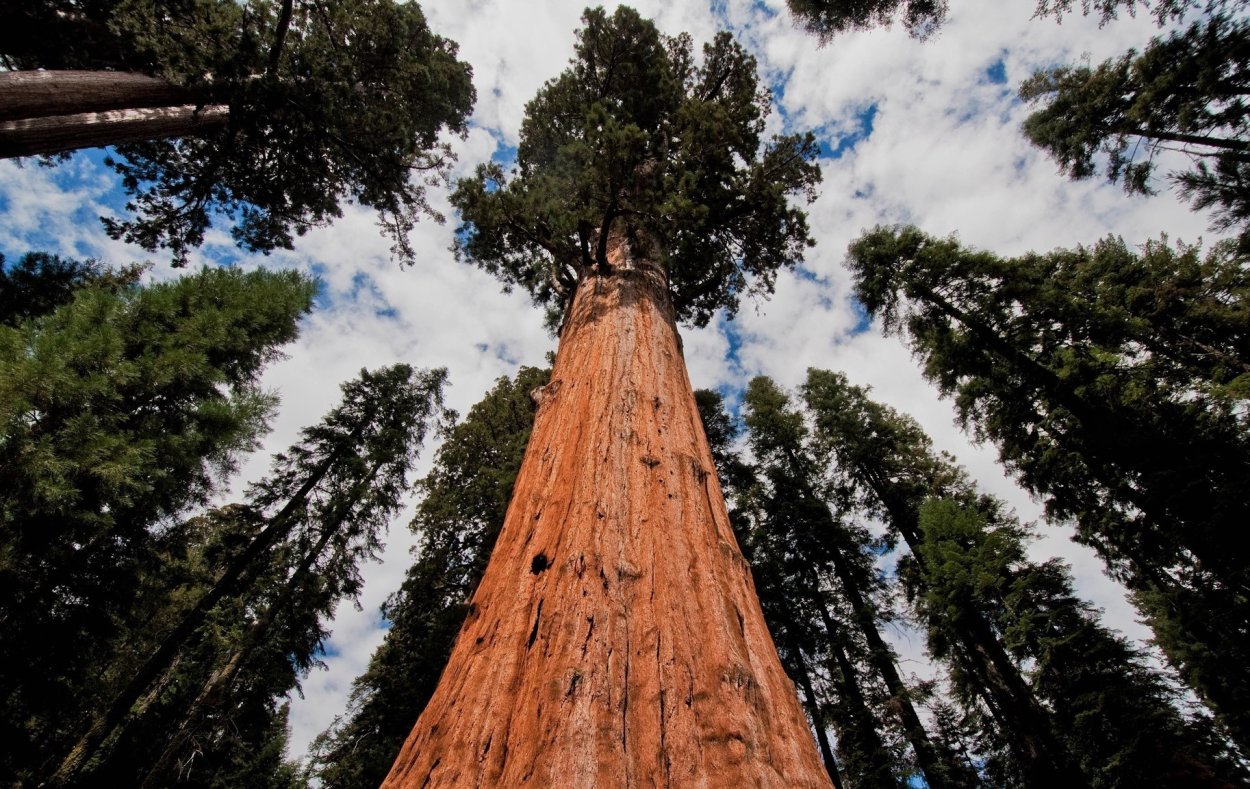 Калифорнийская Секвойя Гиперион
