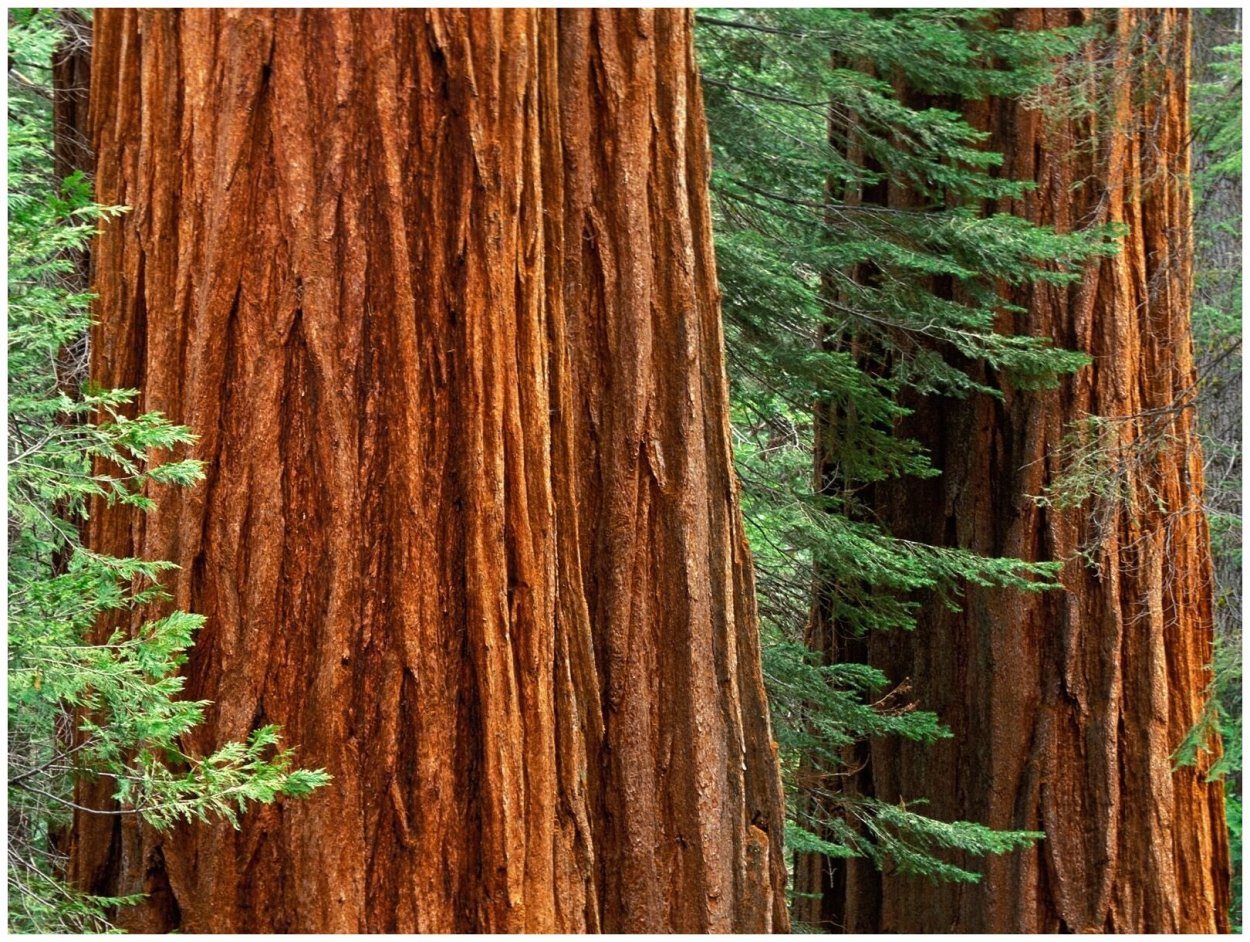 Секвойя дерево Гиперион