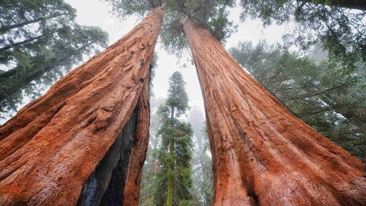 Калифорнийская Секвойя Гиперион