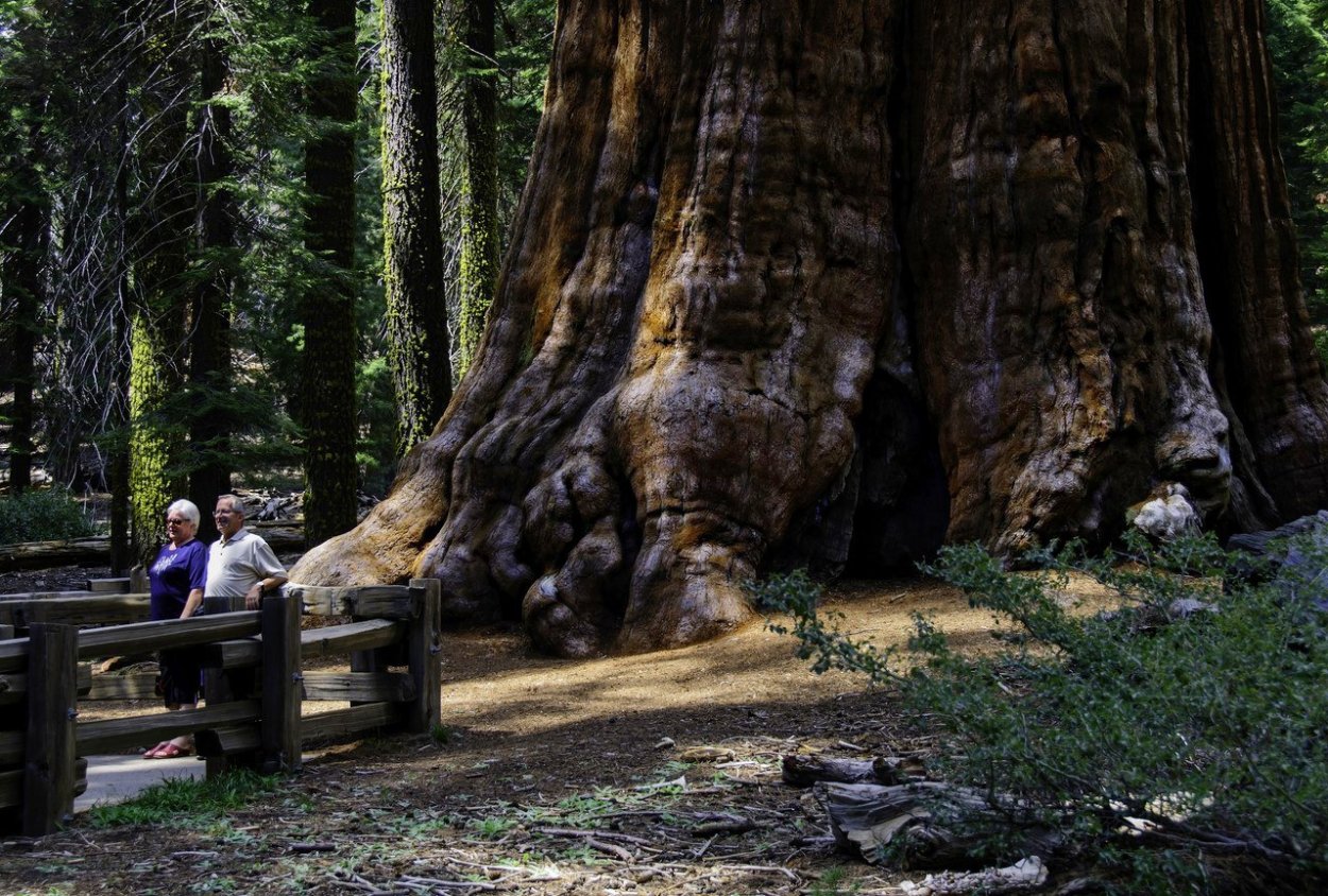 Секвойядендрон генерал Шерман