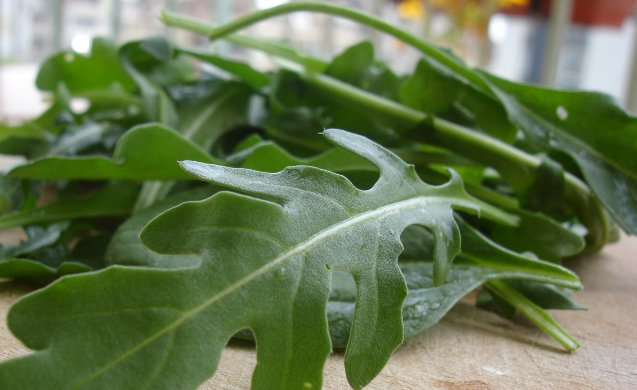 Eruca Sativa руккола