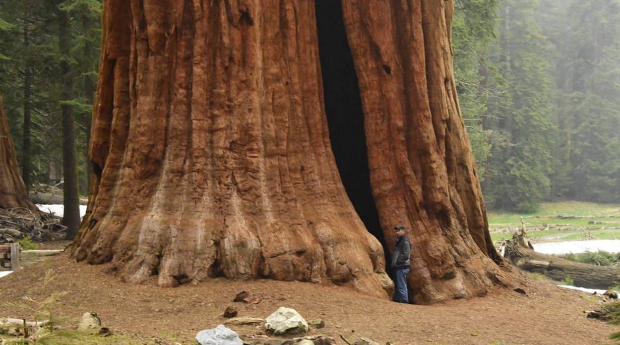 Секвойя дерево высота