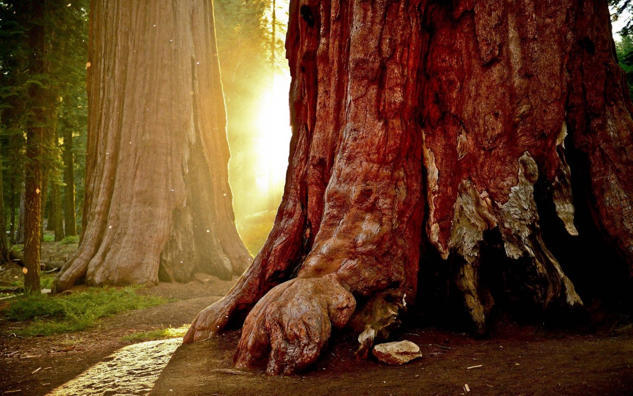 Парк Секвойя в Америке