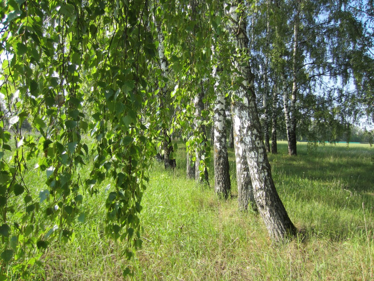 Береза повислая (Betula pendula Roth.)