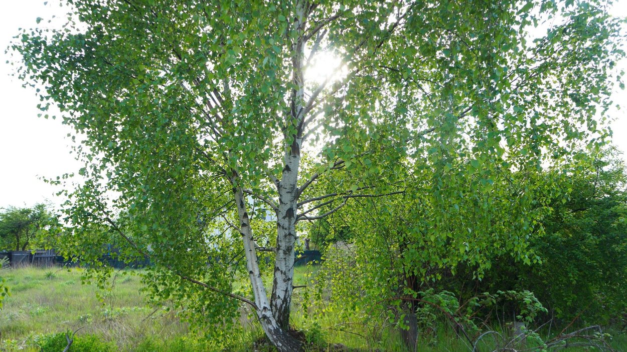 Береза «gracilis»