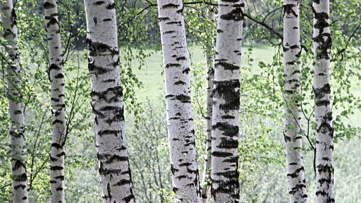 Береза обыкновенная (Betula Alba)