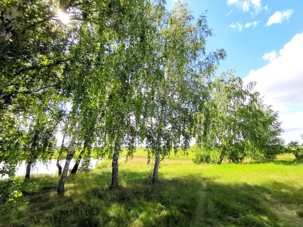 Береза повислая в лесу