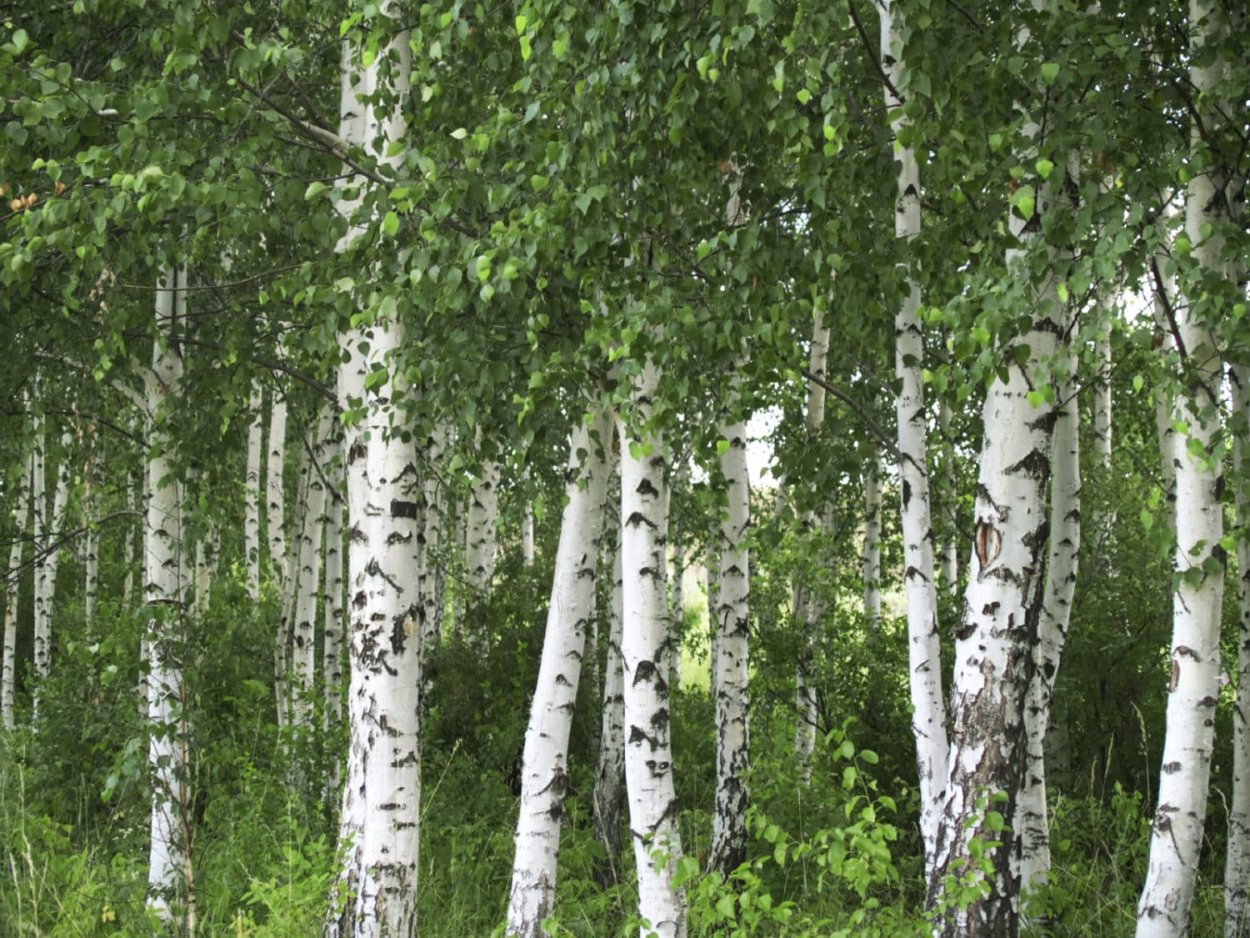 Берёза белая Betula Alba,