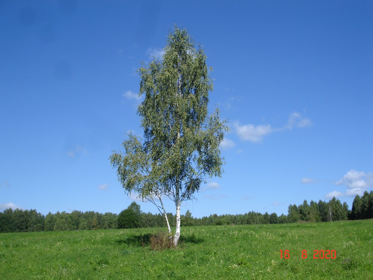 Береза бородавчатая